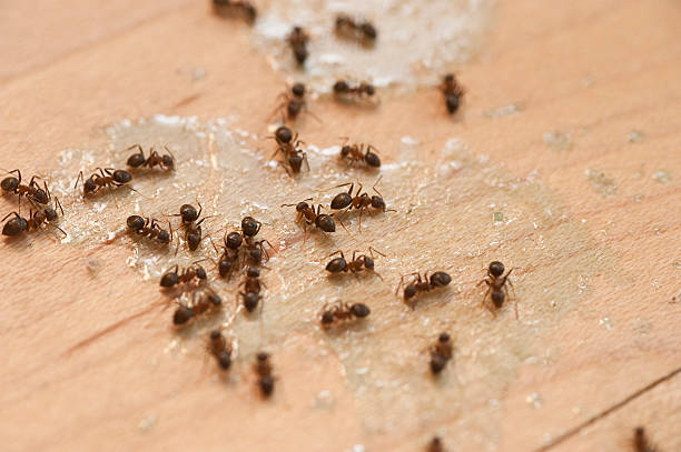 Best Exterminator Services  in Roaring Spring, PA