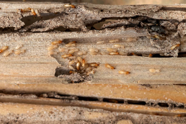 Best Pest Removal Services  in Roaring Spring, PA